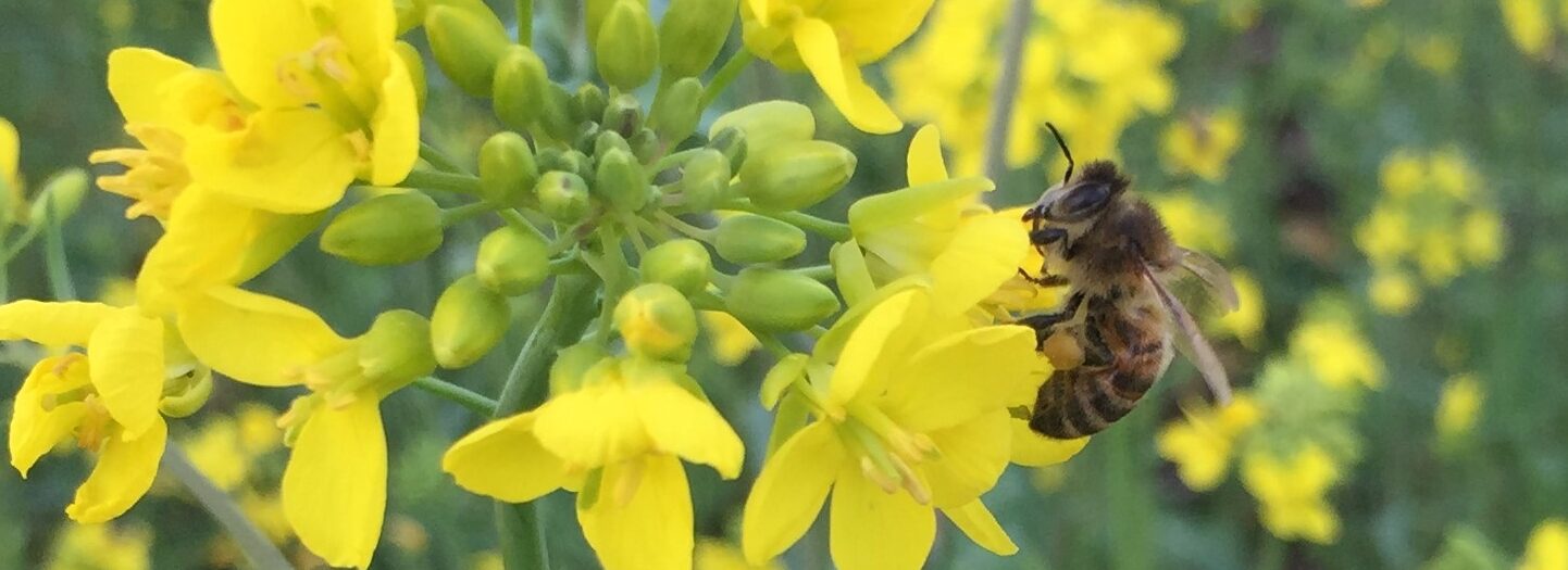 Borrowed Vessels Beeworks