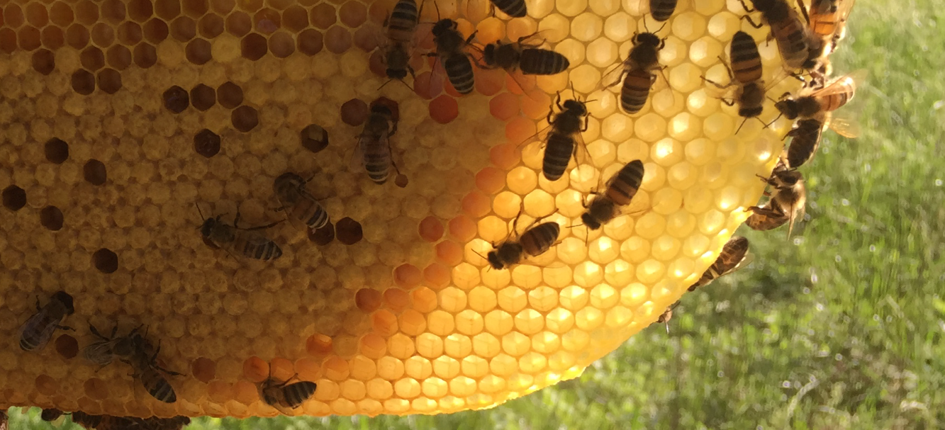 Borrowed Vessels Beeworks