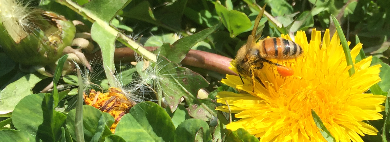 Borrowed Vessels Beeworks