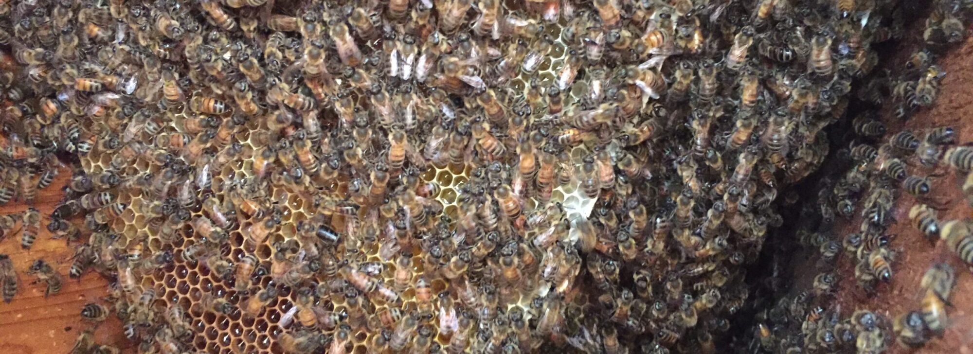 Borrowed Vessels Beeworks