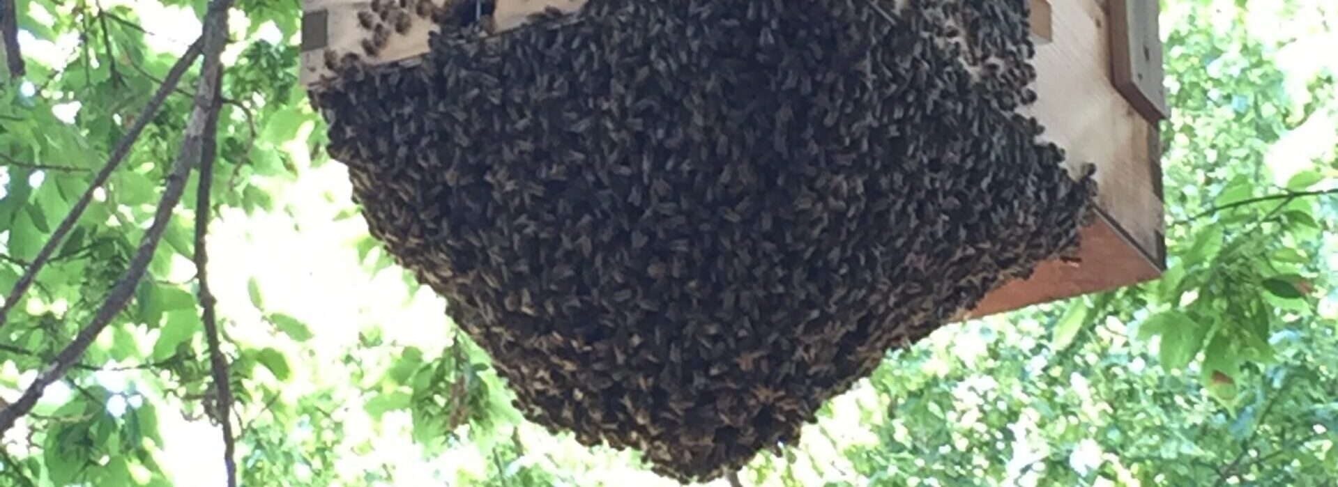 Borrowed Vessels Beeworks